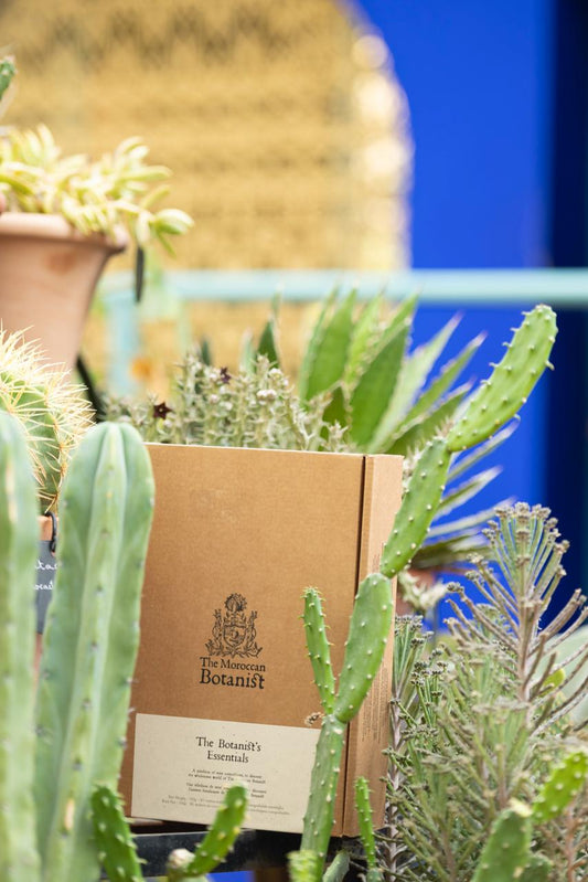 The Botanist Essentials - 81 Teabags S